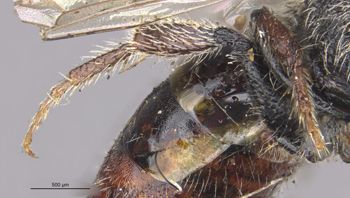 Media type: image;   Entomology 27105 Aspect: Leg hind